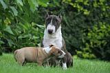 BULL TERRIER MINIATURE 147